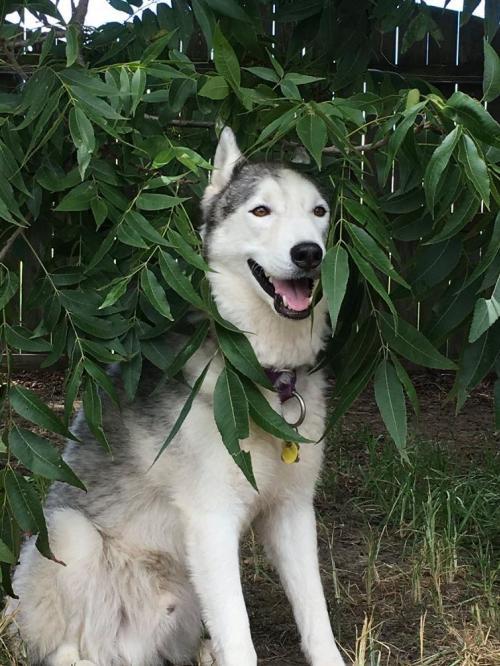King, an adoptable Siberian Husky in Raleigh, NC, 27624 | Photo Image 2