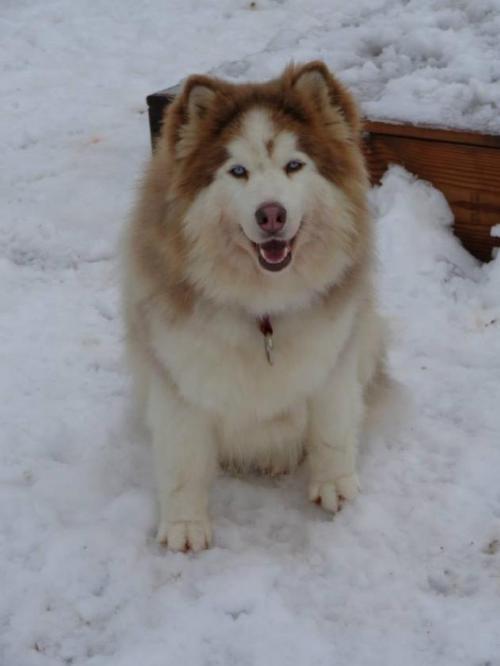 Nellie, an adoptable Siberian Husky in Raleigh, NC, 27624 | Photo Image 2