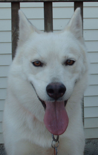 Winnie, an adoptable Siberian Husky in Raleigh, NC, 27624 | Photo Image 1