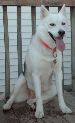 Winnie, an adoptable Siberian Husky in Raleigh, NC, 27624 | Photo Image 2