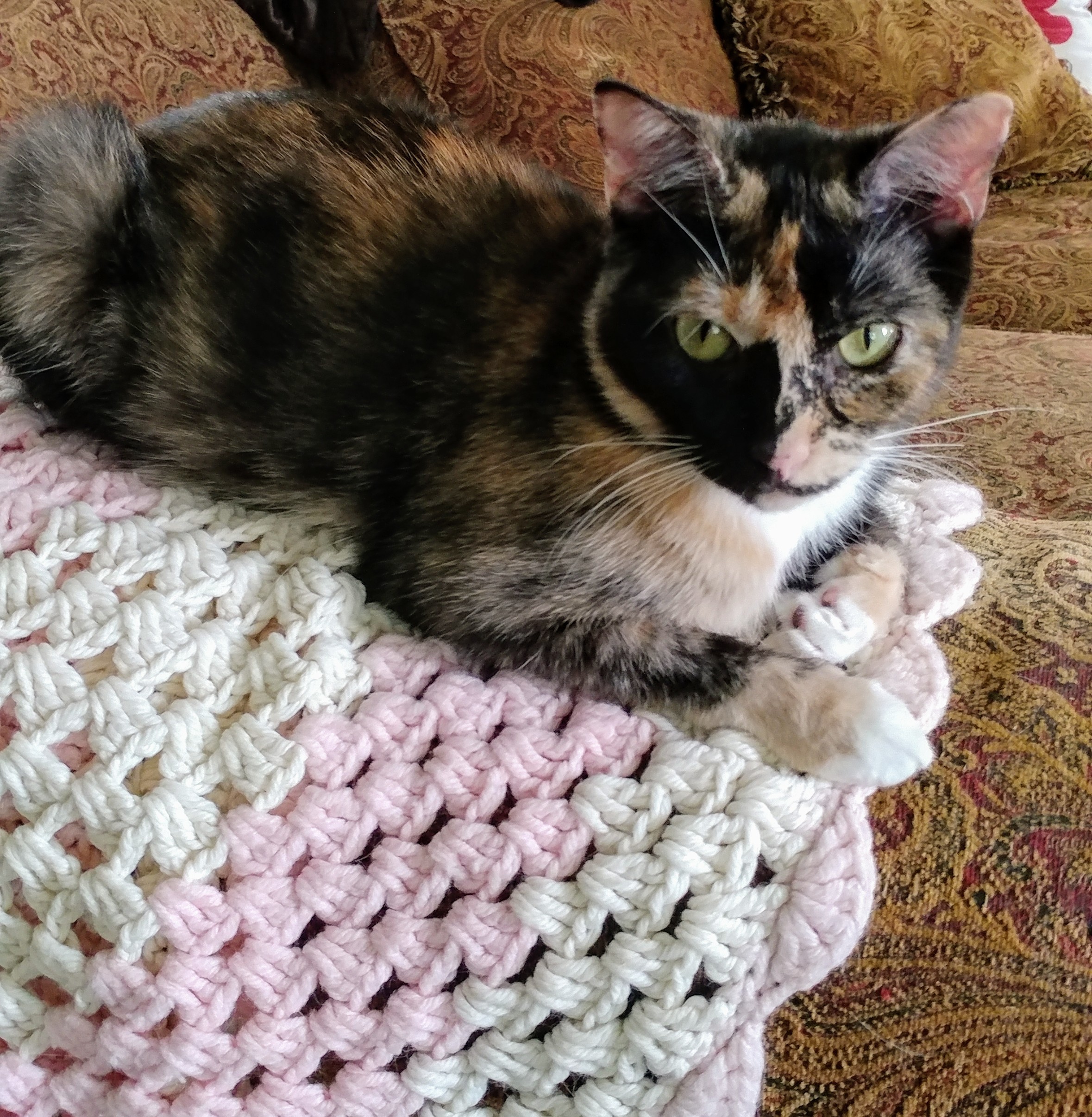 Rosie, an adoptable Calico in New Port Richey, FL, 34653 | Photo Image 1