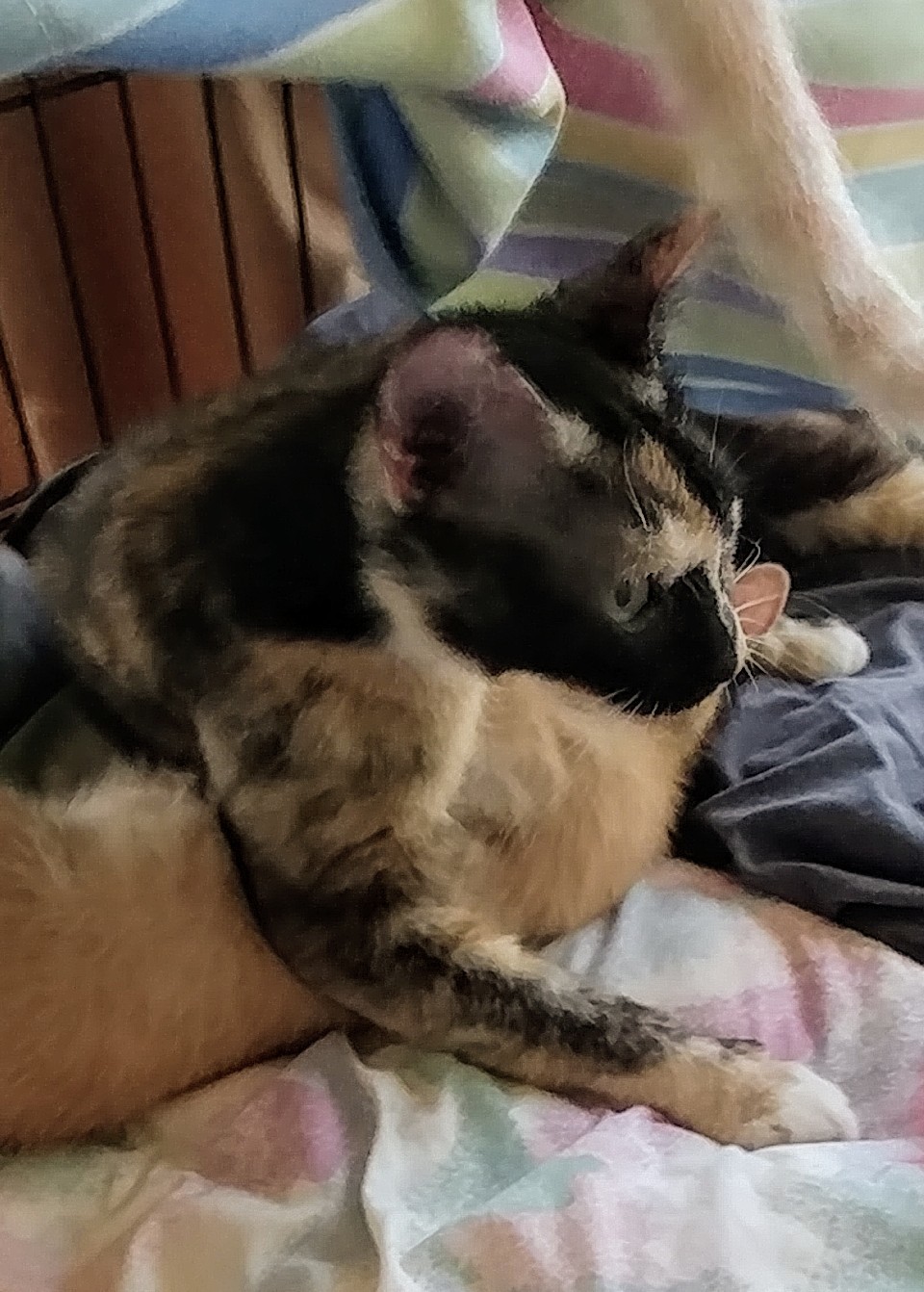 Rosie