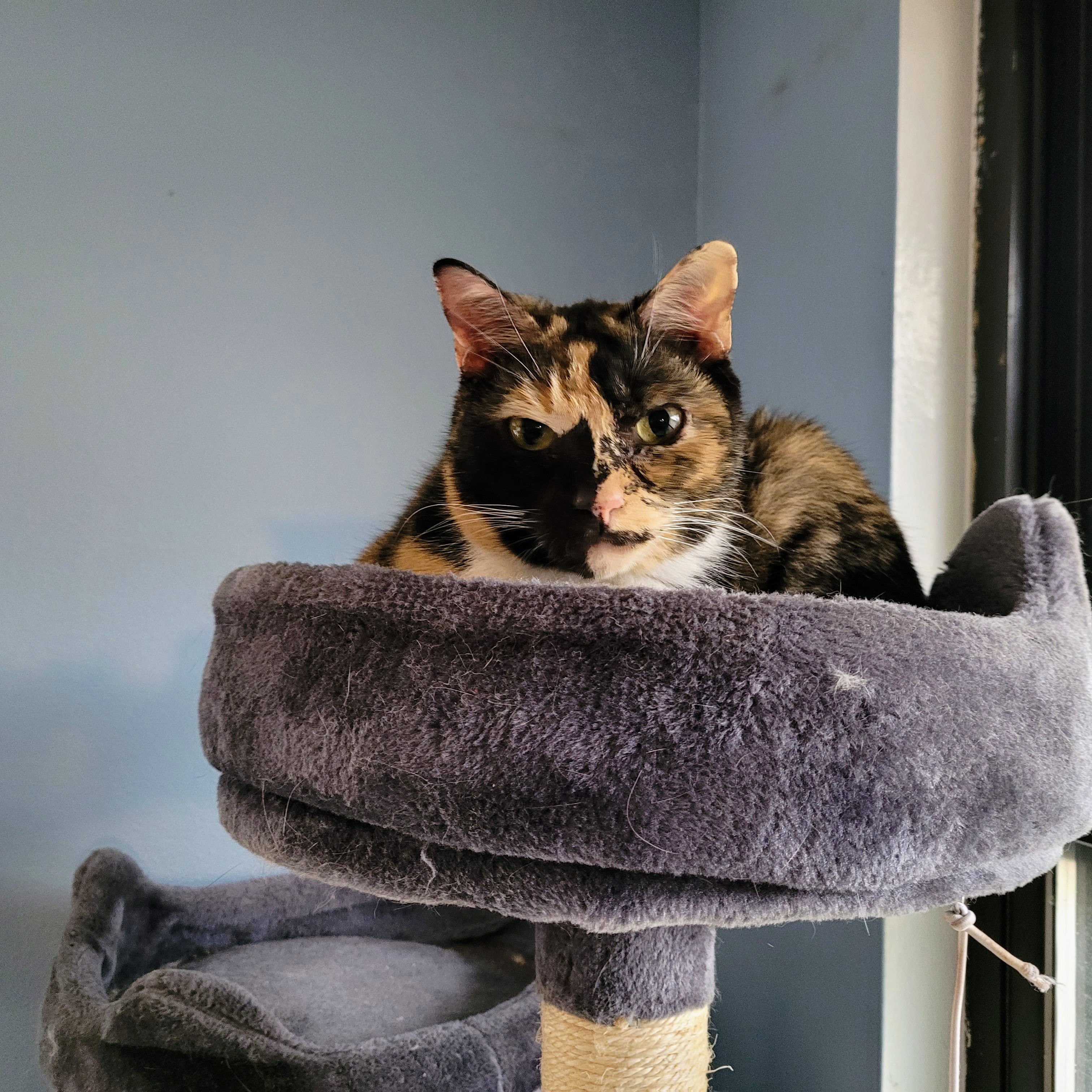 Rosie, an adoptable Calico in New Port Richey, FL, 34653 | Photo Image 3