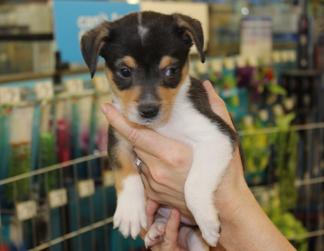 KATE-CARA, an adoptable Terrier in Las Vegas, NV, 89147 | Photo Image 2