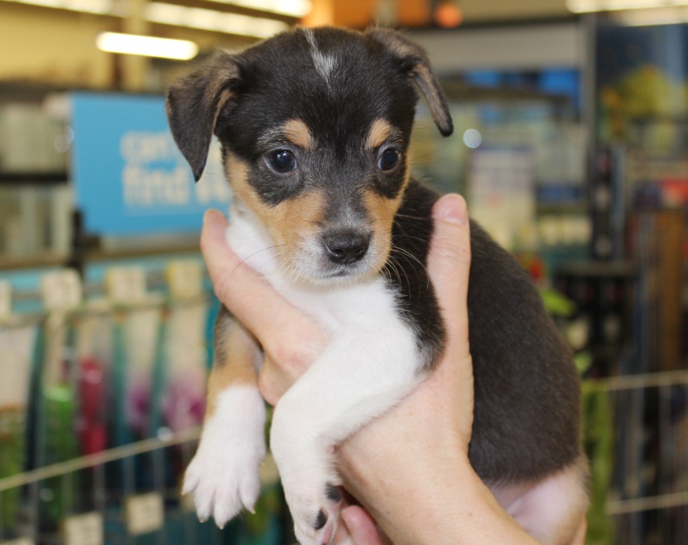 KATE-CARA, an adoptable Terrier in Las Vegas, NV, 89147 | Photo Image 4