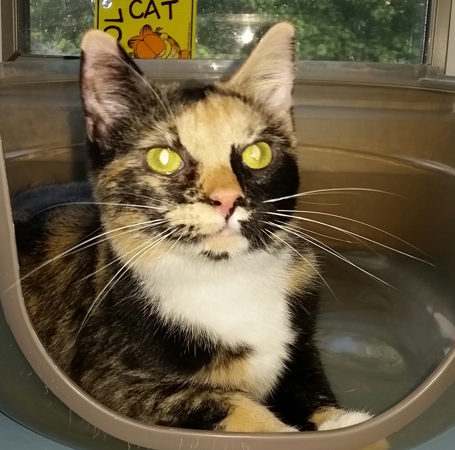 ZIVA, an adoptable Tortoiseshell in Sardinia, OH, 45171 | Photo Image 1