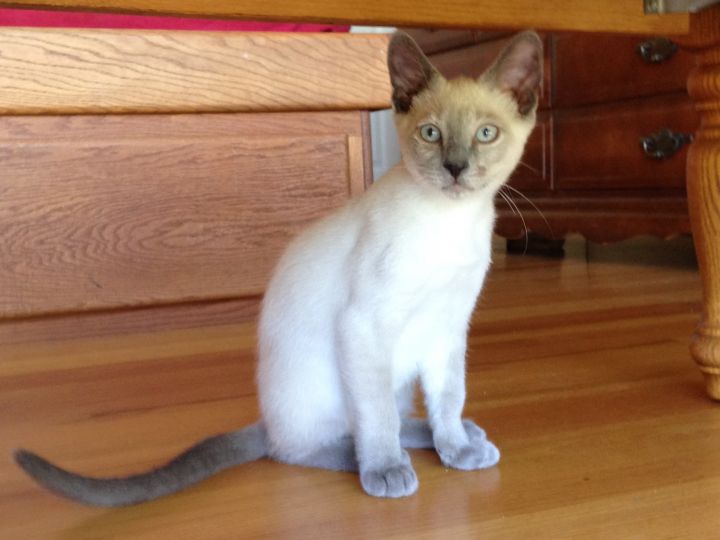 Gril, an adopted Siamese & Domestic Short Hair Mix in Stanford, CA_image-1