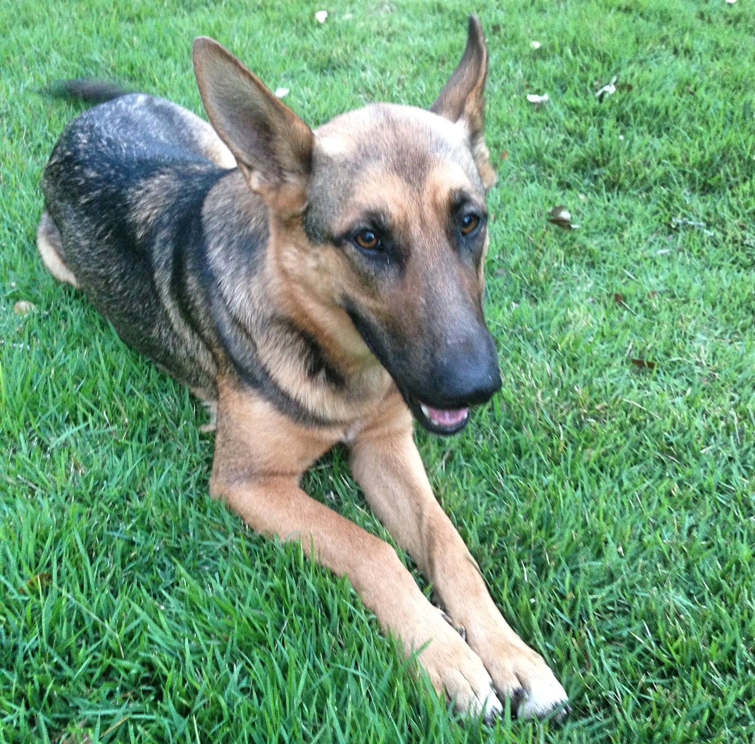Shelby Ann, an adoptable German Shepherd Dog in Bergheim, TX, 78004 | Photo Image 1