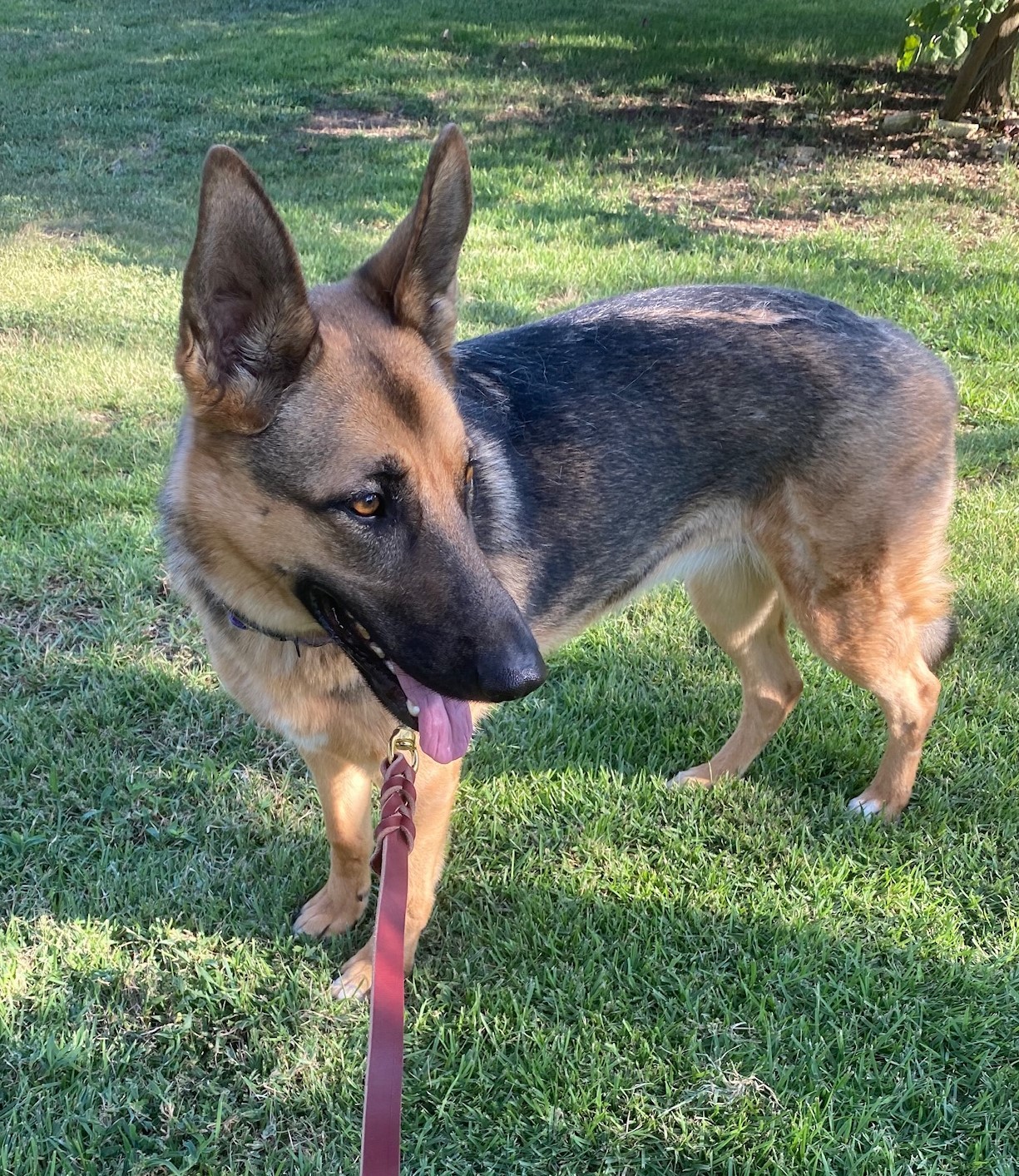 Shelby Ann, an adoptable German Shepherd Dog in Bergheim, TX, 78004 | Photo Image 2