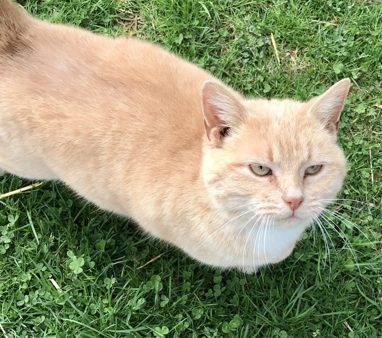Mazy May, an adoptable Domestic Short Hair in Sistersville, WV, 26175 | Photo Image 2