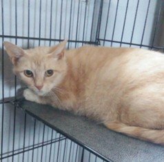 Mazy May, an adoptable Domestic Short Hair in Sistersville, WV, 26175 | Photo Image 3