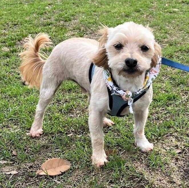 PARKER, an adoptable Maltese, Poodle in Grand Prairie, TX, 75050 | Photo Image 4