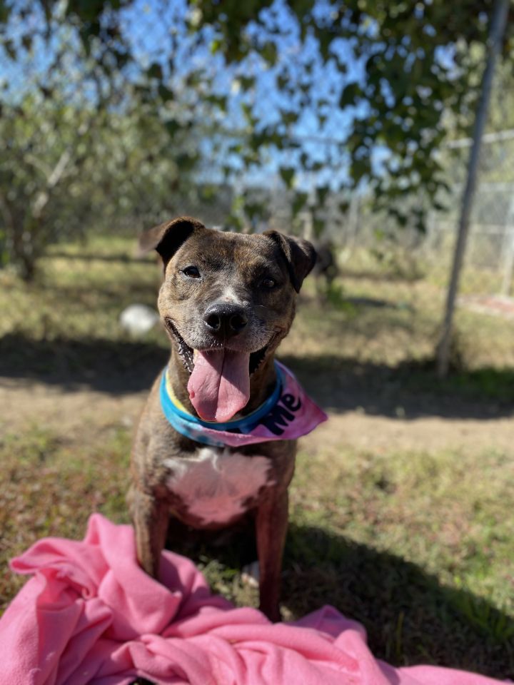 Dog for adoption - Malia, a Pit Bull Terrier Mix in Memphis, TN | Petfinder