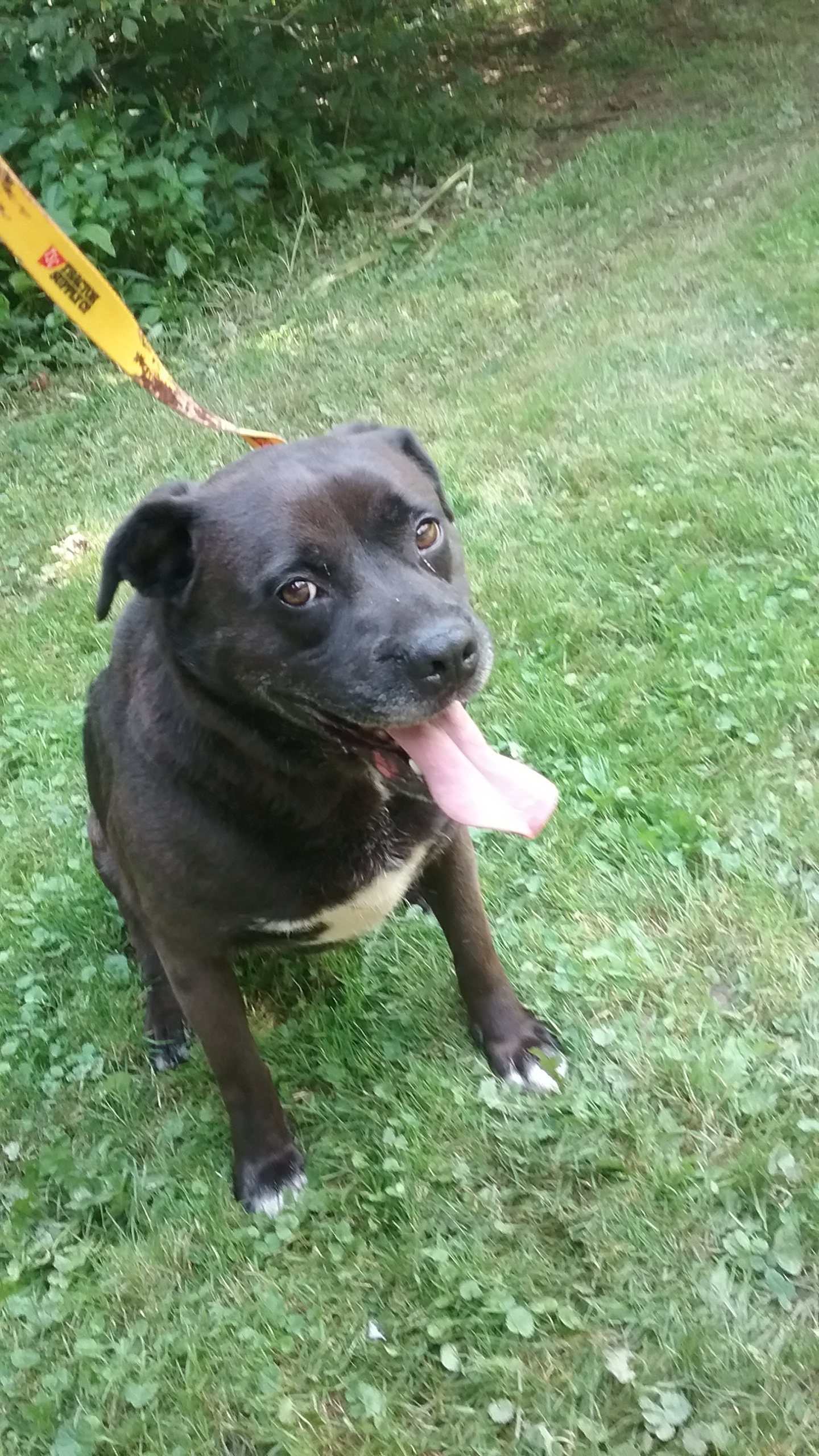 Joey, an adoptable Labrador Retriever in Long Bottom, OH, 45743 | Photo Image 1