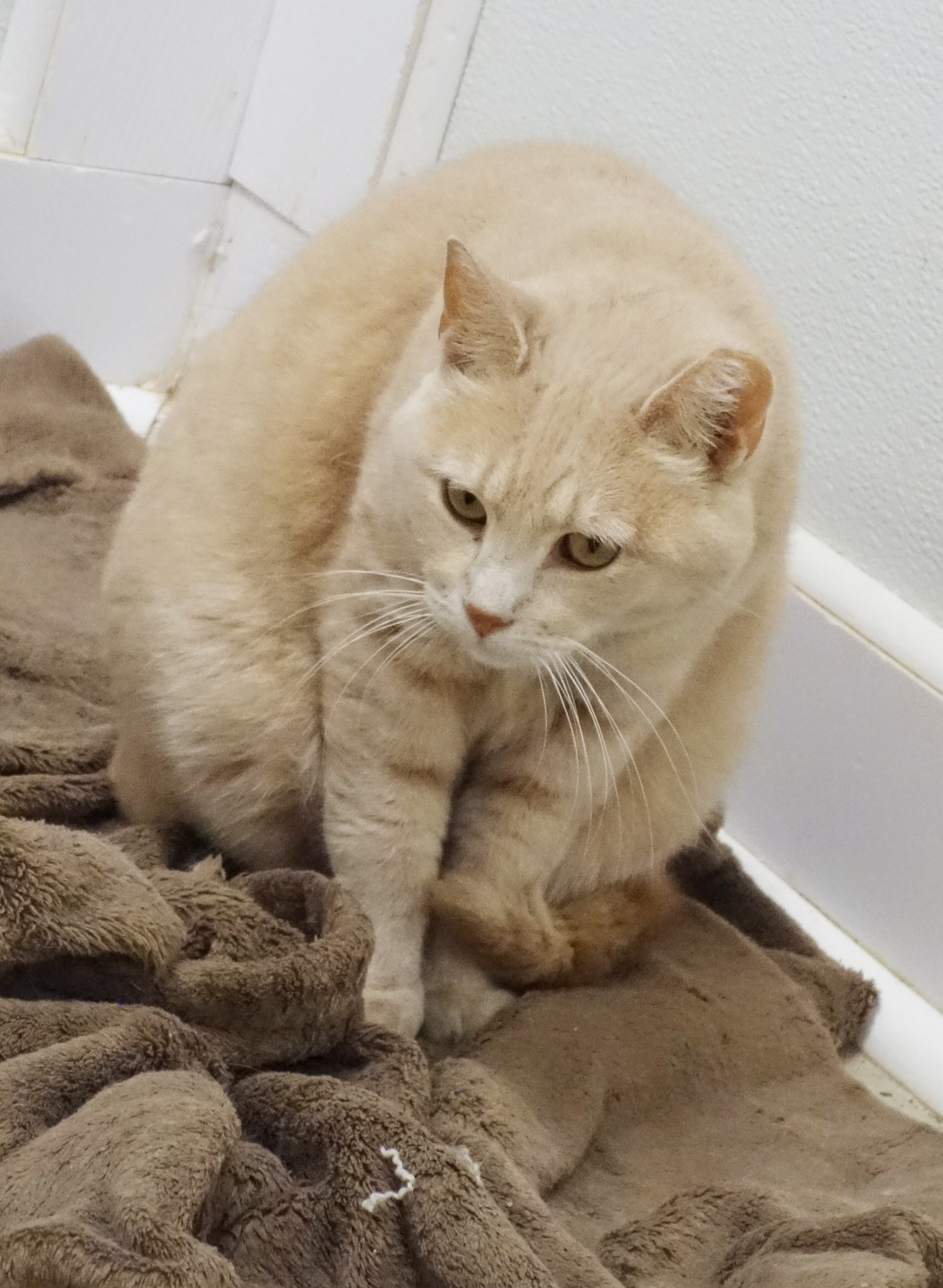 Cat for adoption - Pretty Girl, a Domestic Short Hair in Gouldsboro, PA