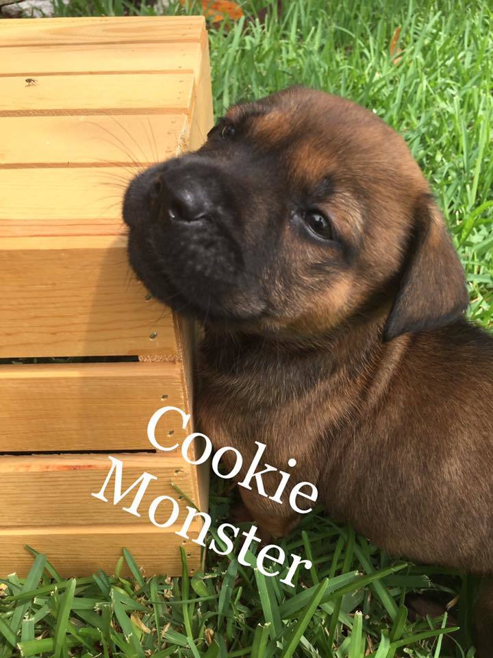 Cookie Monster 1