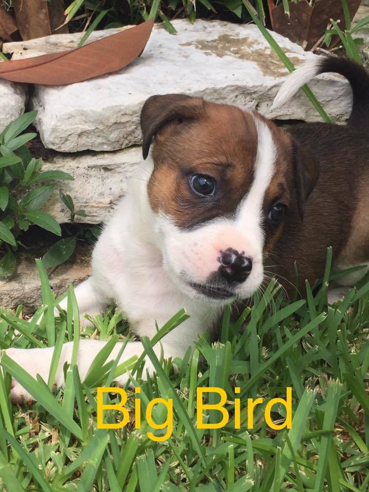 Big Bird 1