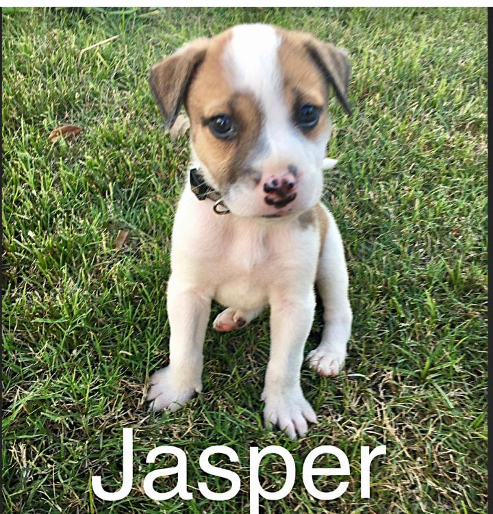 Jasper 1