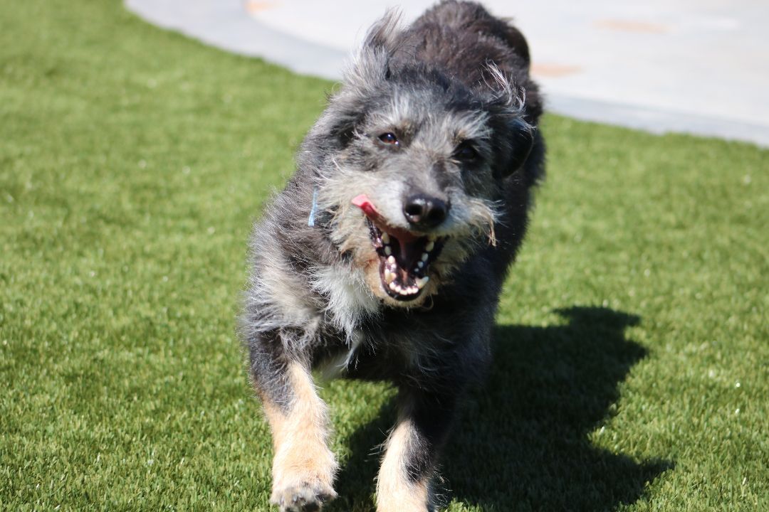 Knox, an adoptable Terrier in San Diego, CA, 92172 | Photo Image 4