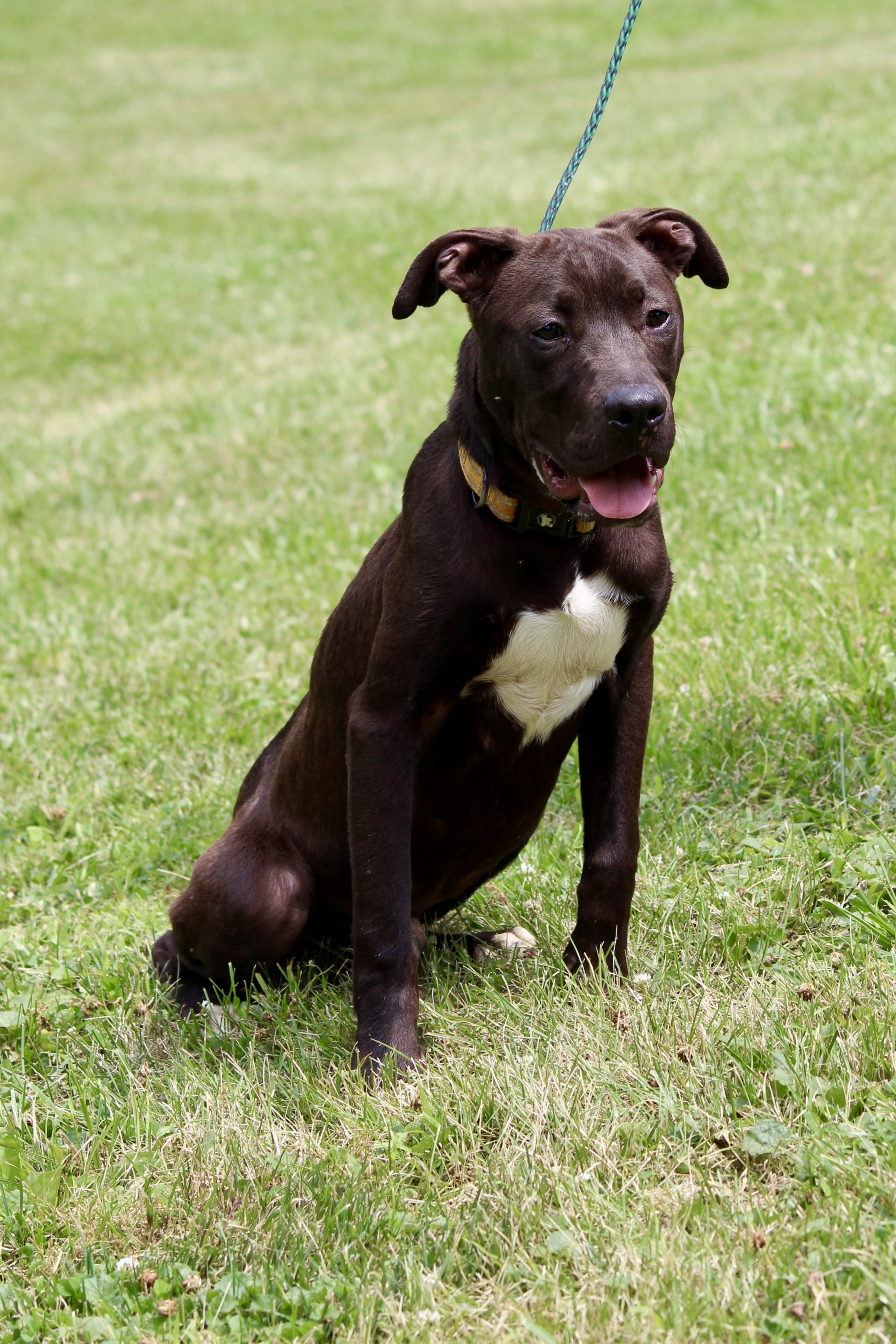 CUBA, an adoptable Terrier in Brazil, IN, 47834 | Photo Image 3