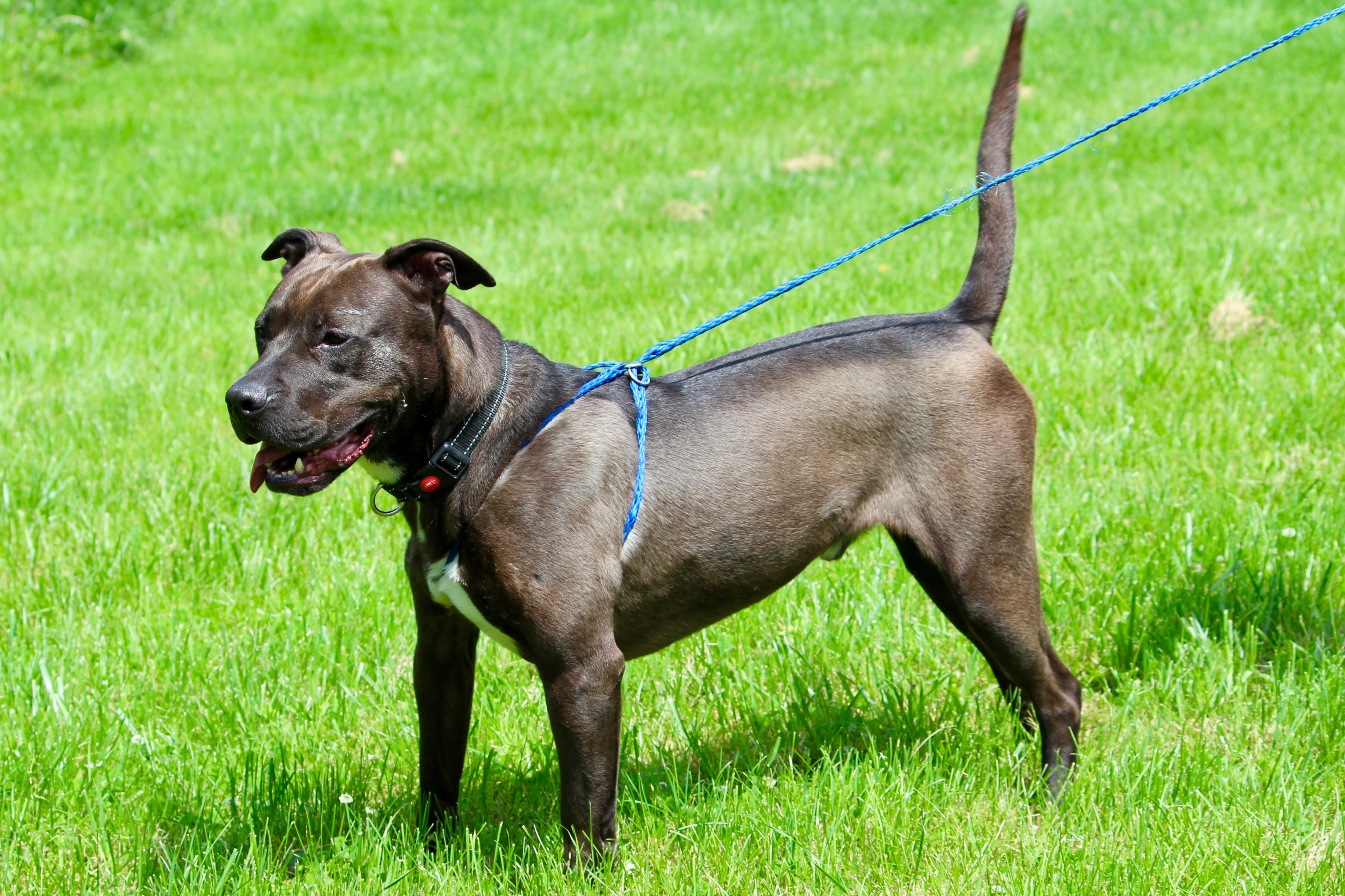 CUBA, an adoptable Terrier in Brazil, IN, 47834 | Photo Image 4