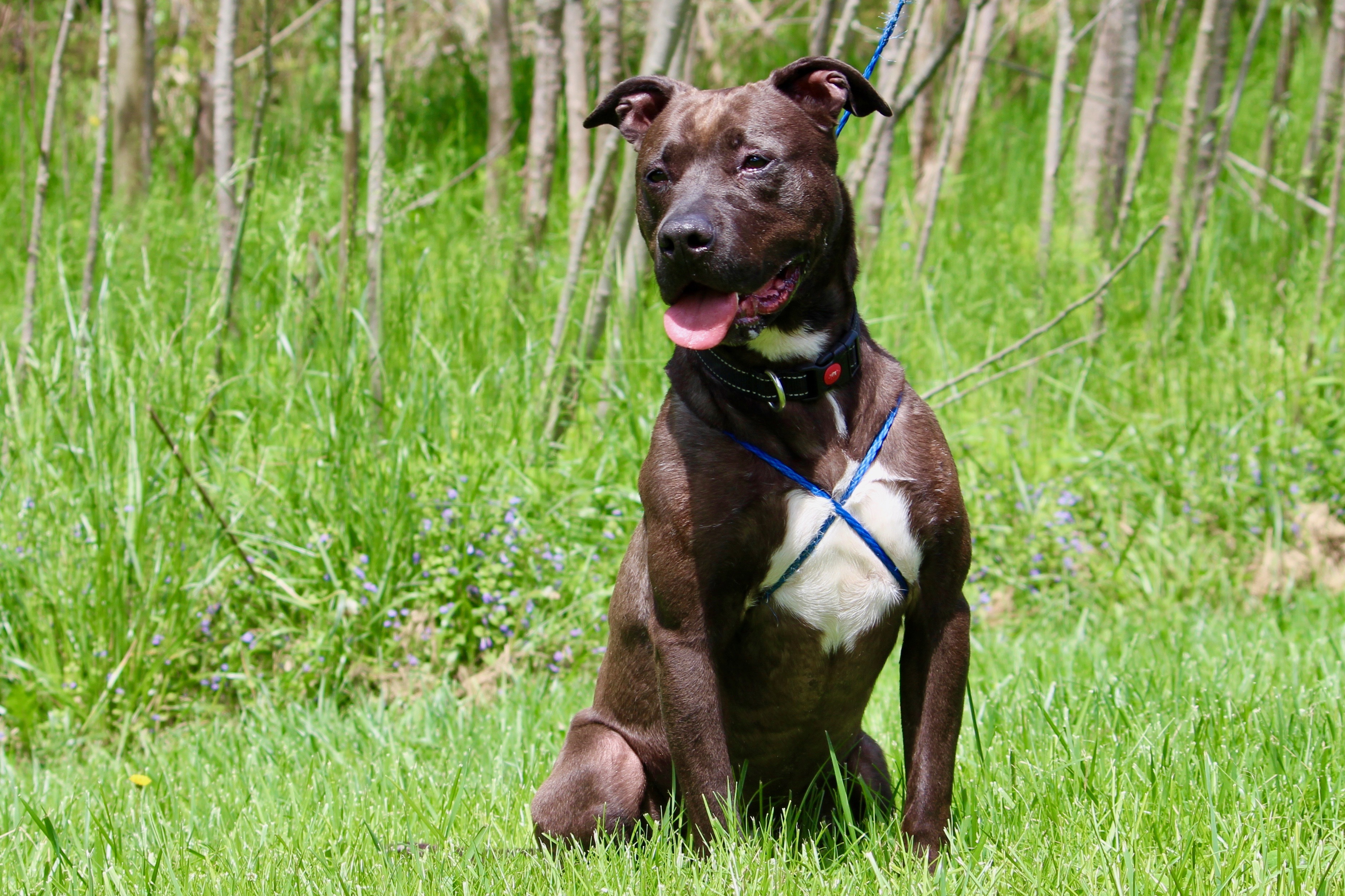 CUBA, an adoptable Terrier in Brazil, IN, 47834 | Photo Image 5