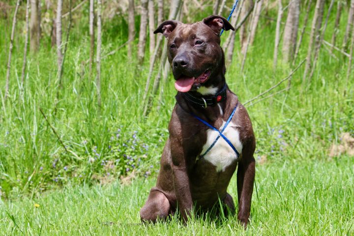 Dog for adoption - CUBA, a Terrier in Brazil, IN | Petfinder