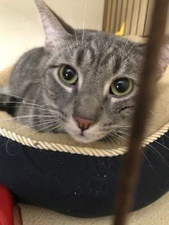Spruce, an adoptable Tabby in Chicago, IL, 60659 | Photo Image 2