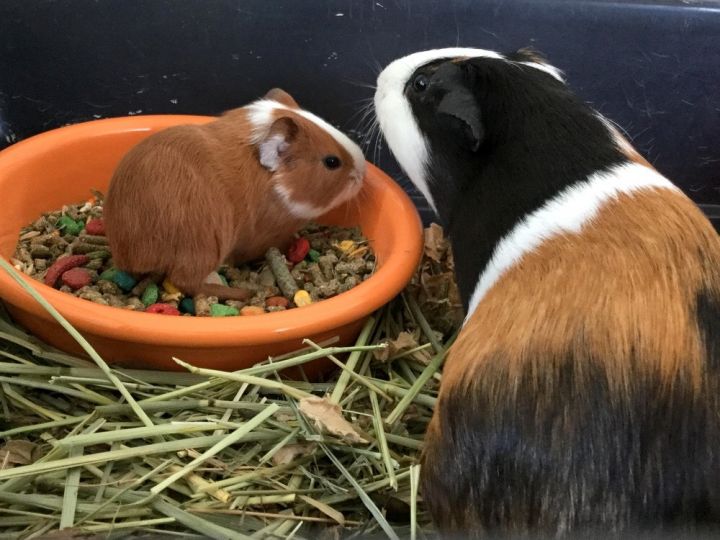 Baby Guinea Pigs! 3