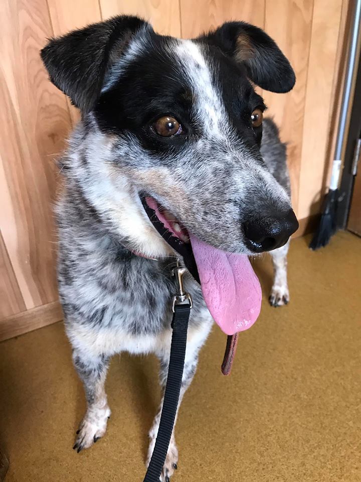 Sadie, an adoptable Australian Cattle Dog / Blue Heeler in Maryville, MO, 64468 | Photo Image 2