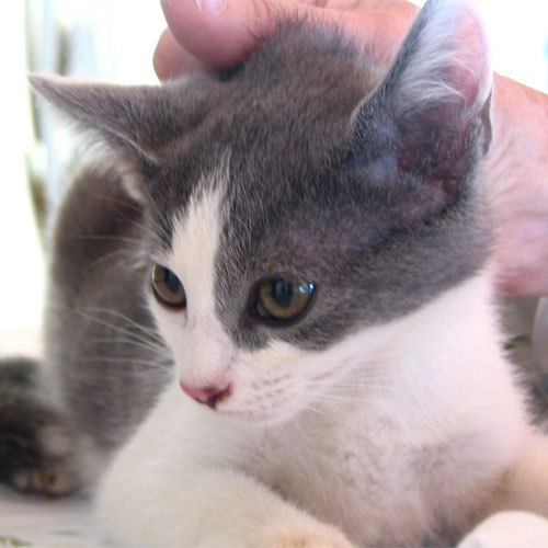 JC and Ash (Barn Cats), an adoptable Domestic Short Hair in Waynesville, NC, 28786 | Photo Image 2