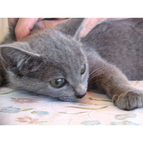 JC and Ash (Barn Cats), an adoptable Domestic Short Hair in Waynesville, NC, 28786 | Photo Image 1