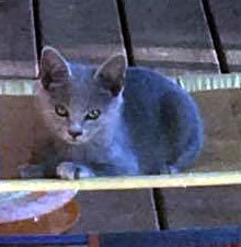 JC and Ash (Barn Cats), an adoptable Domestic Short Hair in Waynesville, NC, 28786 | Photo Image 3