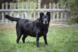 Stormy, Senior Female unknown