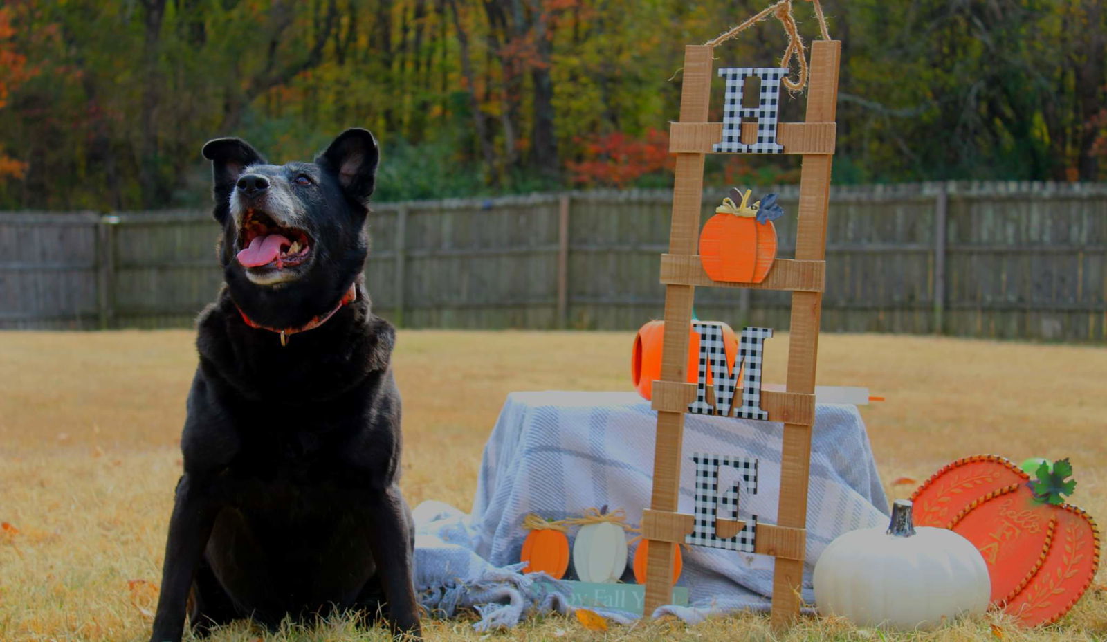 Stormy, an adoptable Labrador Retriever, Shepherd in Boston, KY, 40107 | Photo Image 2