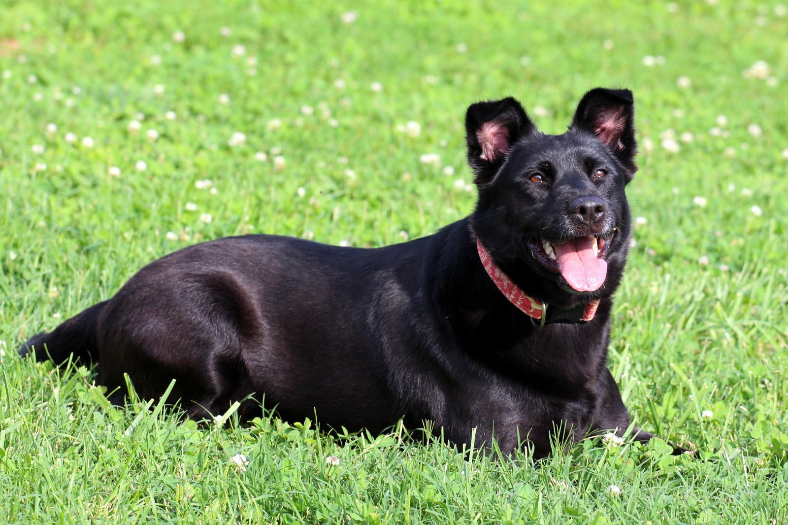 Stormy, an adoptable Labrador Retriever, Shepherd in Boston, KY, 40107 | Photo Image 3