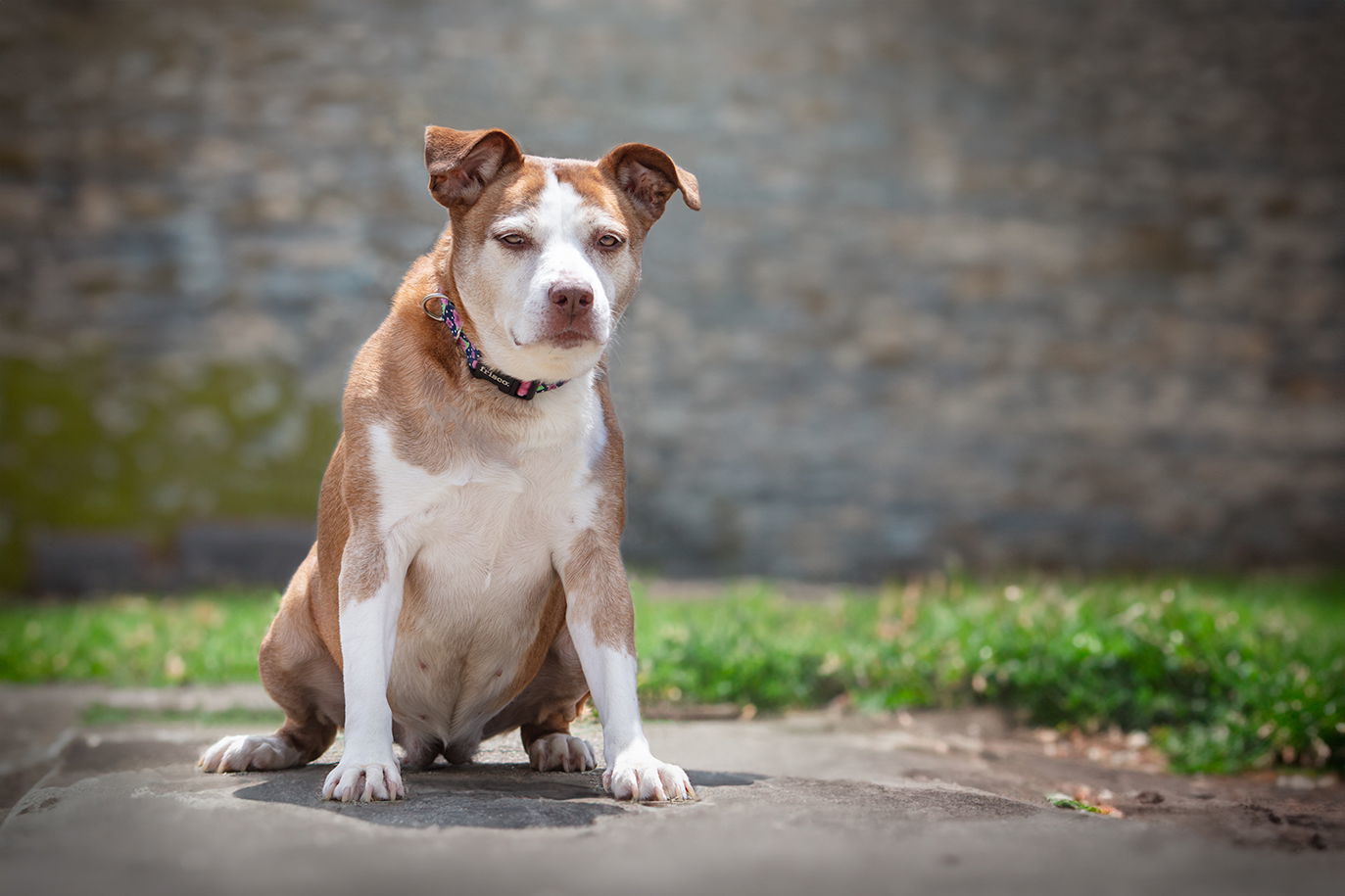 Rose, an adoptable Hound, Terrier in Boston, KY, 40107 | Photo Image 2