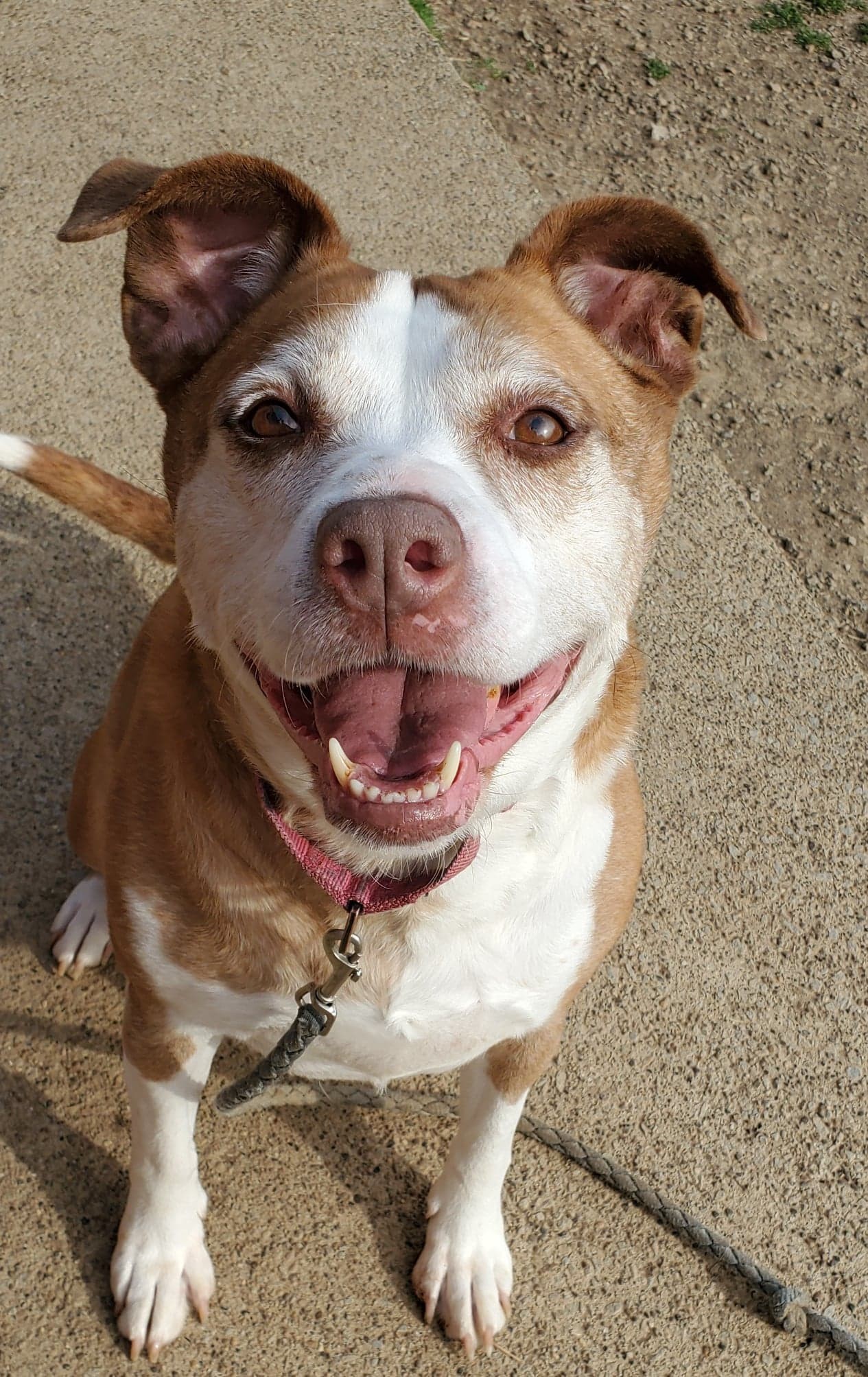 Rose, an adoptable Hound, Terrier in Boston, KY, 40107 | Photo Image 1