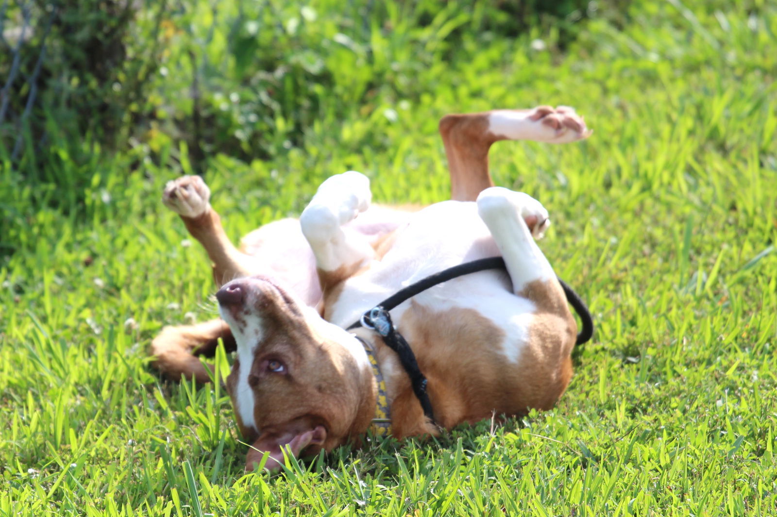 Rose, an adoptable Hound, Terrier in Boston, KY, 40107 | Photo Image 3