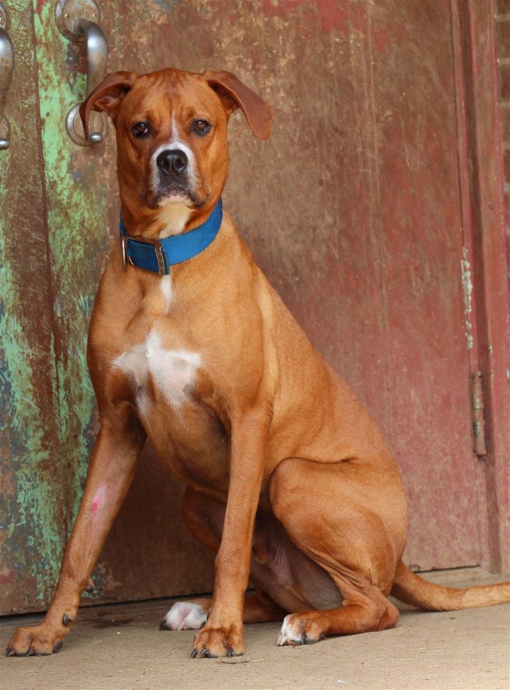 Dog for adoption Sawyer, a Great Dane & Boxer Mix in