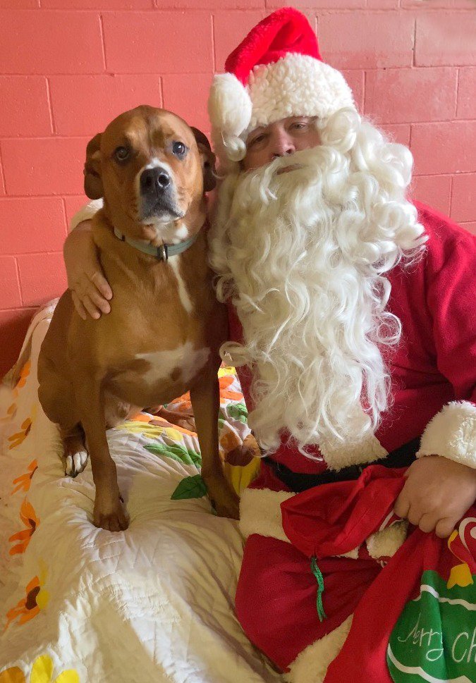 Sawyer, an adoptable Great Dane, Boxer in Boston, KY, 40107 | Photo Image 1