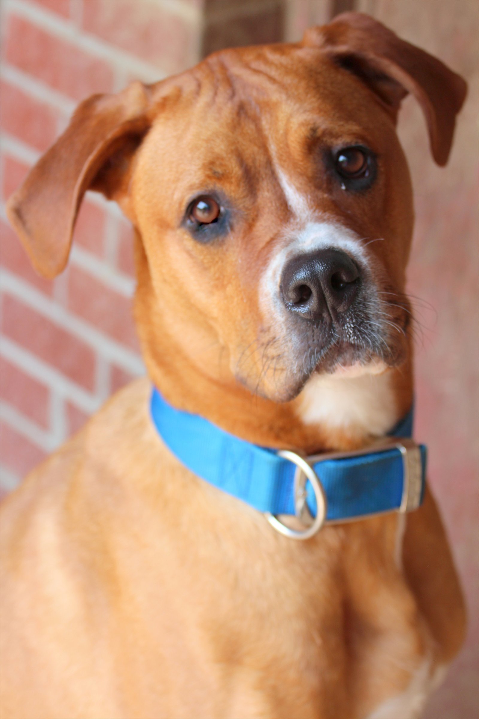 Sawyer, an adoptable Great Dane, Boxer in Boston, KY, 40107 | Photo Image 3