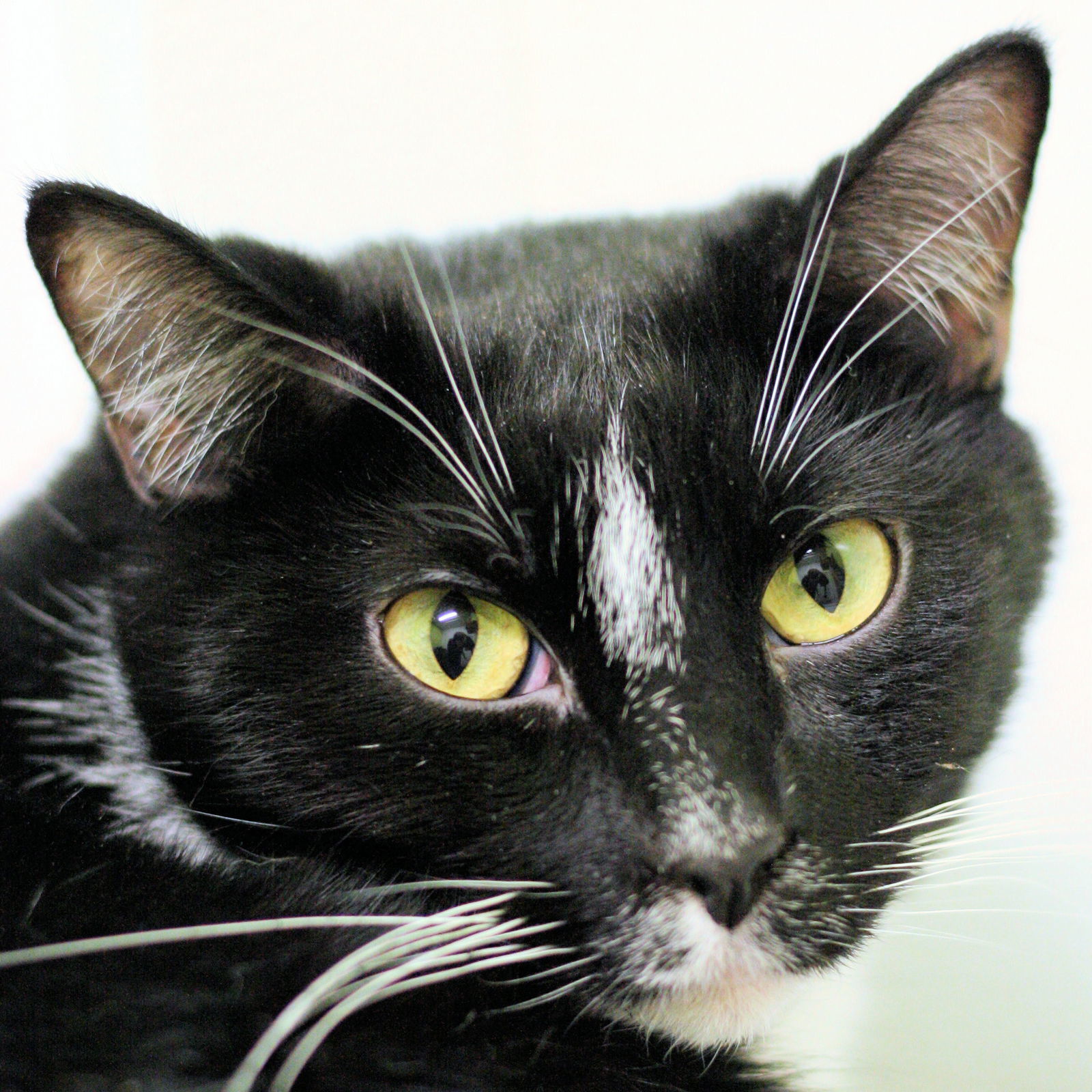 Wilson, an adoptable Domestic Short Hair in Estherville, IA, 51334 | Photo Image 2