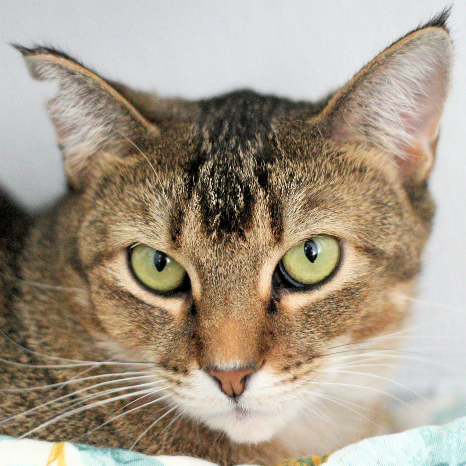 Sienna, an adoptable Tabby in Estherville, IA, 51334 | Photo Image 1