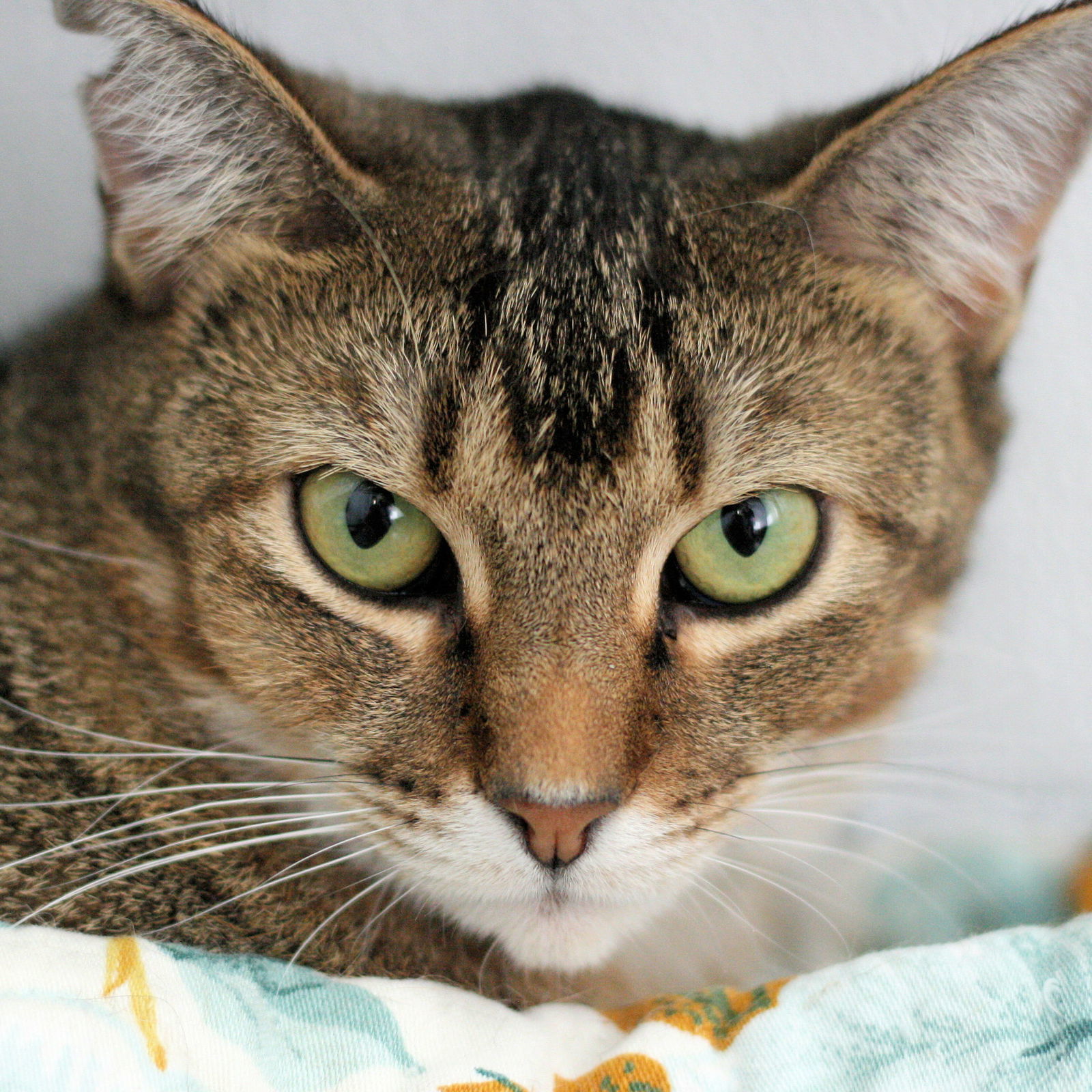 Sienna, an adoptable Tabby in Estherville, IA, 51334 | Photo Image 2