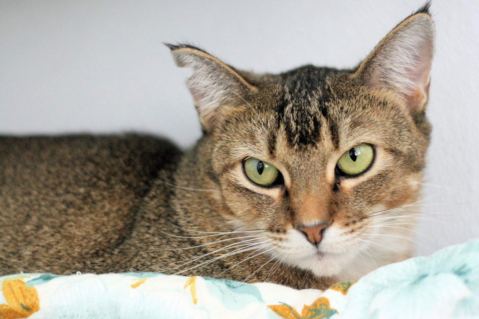 Sienna, an adoptable Tabby in Estherville, IA, 51334 | Photo Image 3