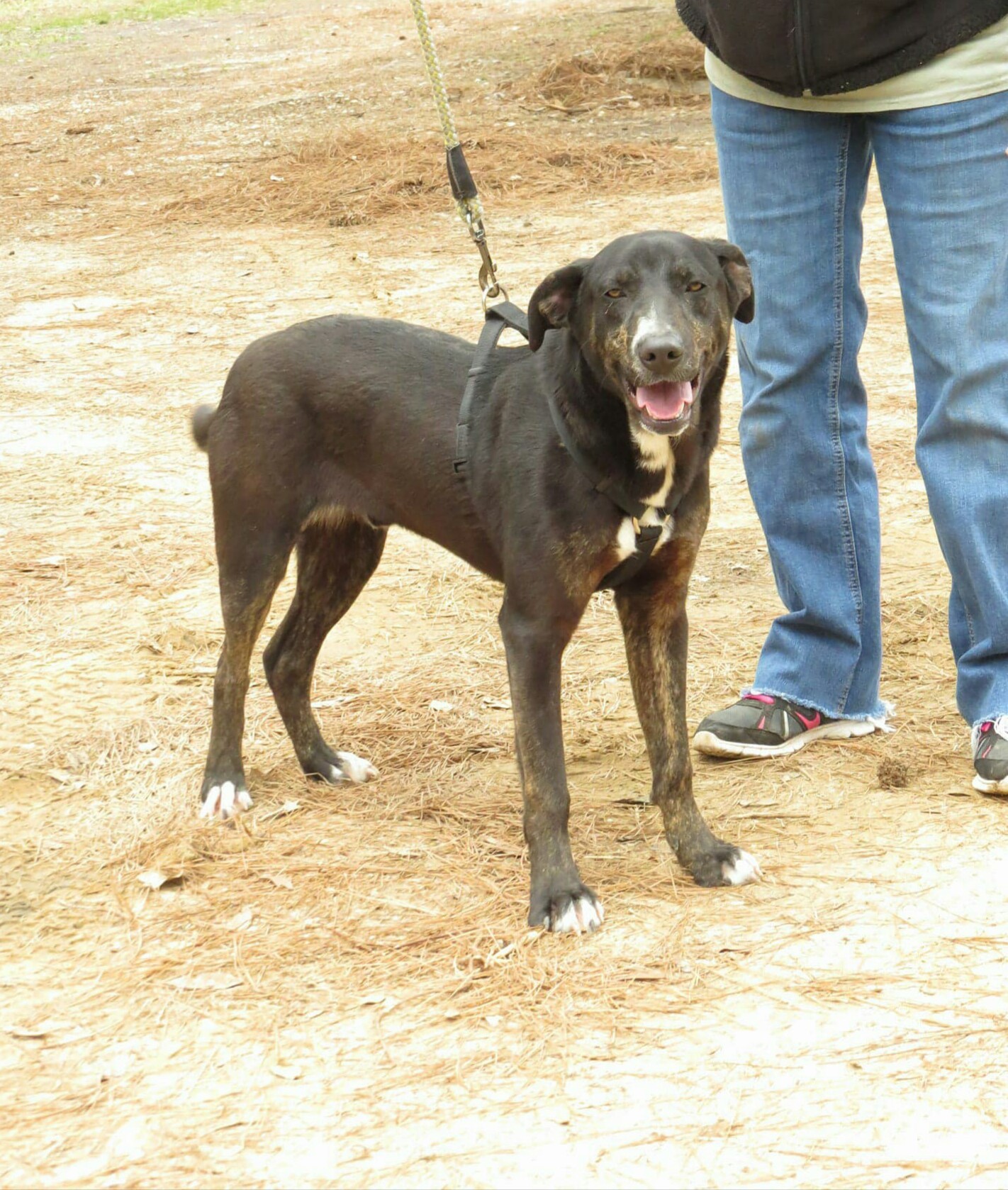 Dagger, an adoptable Pit Bull Terrier, Mixed Breed in Farmerville, LA, 71241 | Photo Image 1
