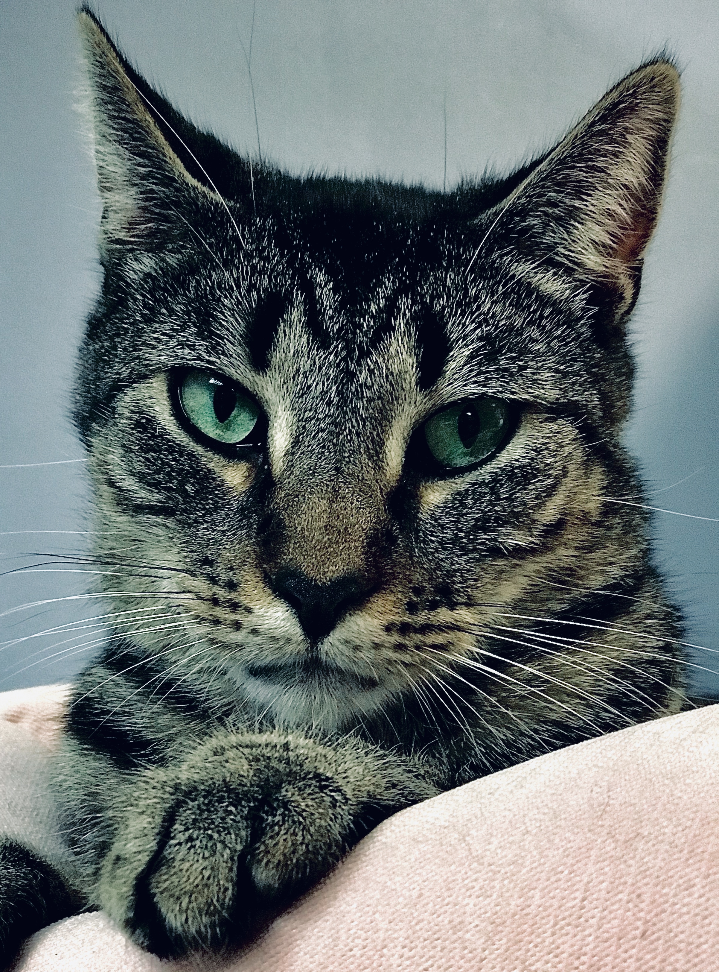 Leo the cat from TikTok lives at Home Depot in Burlington County