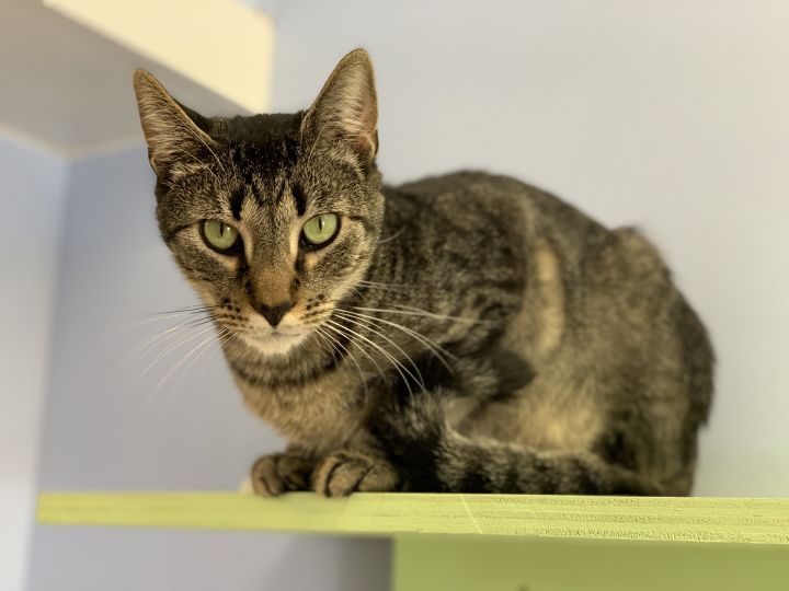 Leo the cat from TikTok lives at Home Depot in Burlington County