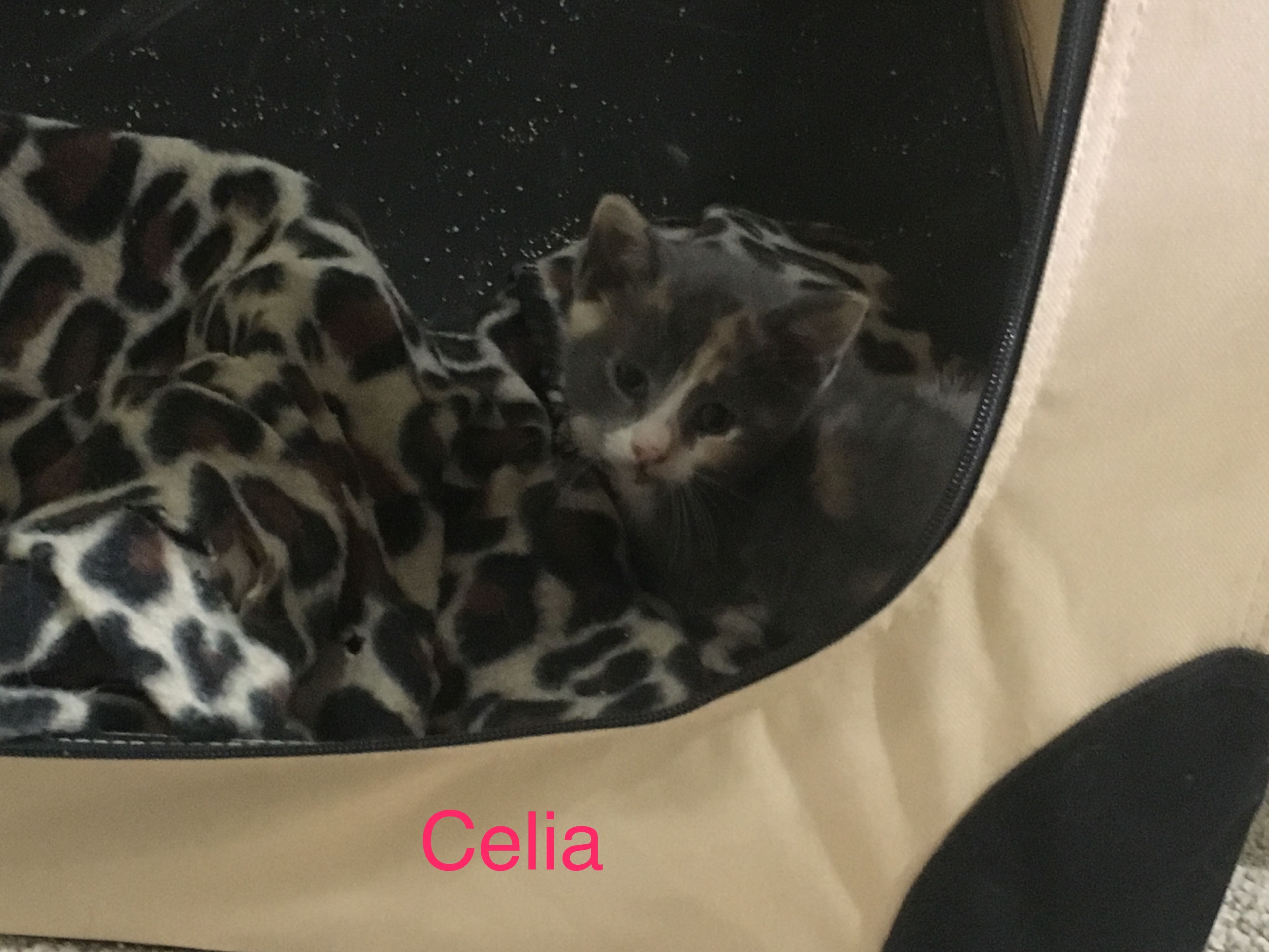 Celia detail page